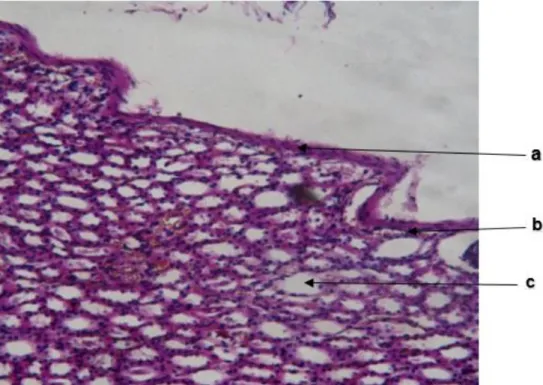 Fig. 1.  Cápsula  Renal  de  Ovino.  (a)  Tejido  conectivo  capsular  delgado  de  color  rosado  oscuro,  con  afinidad  al  colorante  eosina