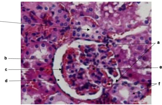 Fig. 2.  Corteza    Renal  de  Ovino.  (a)  Corpúsculo  renal.    (b)  Cápsula  glomerular,  Capa  parietal  y  visceral  del  corpúsculo  renal,  revestidas  de  un  epitelio  plano  simple,  se  aprecian  los  núcleos  de  las  células  epiteliales  con 