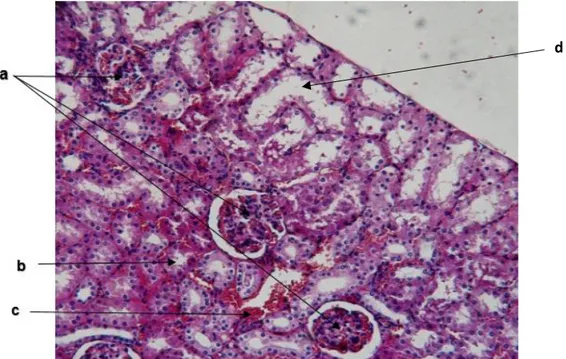 Fig. 3.  Corteza  Renal  de  Ovino.  (a)  Glomérulos  renales    con  afinidad  a  los  colorantes ácido carmínico que muestra una basófila  de color azul,  y  a  la  eosina  que  muestra  una  acidofilia  de  color  rosa