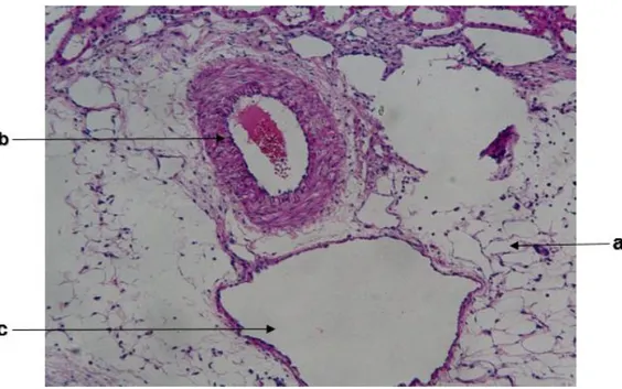 Fig. 4.  Pelvis  renal  de  Ovino.  (a)  Tejido  conectivo  de  la  pelvis  renal.  Muestra  tejido  adiposo    con  presencia  de    células  conectiva,  con  núcleos  basófilos  de  color  azul  intenso