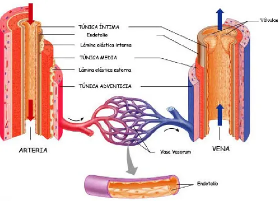 Figura 1: Estructura de la pared vascular. 
