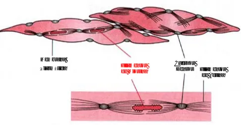Figura 2: Estructura de  las  células de músculo liso. Se representa la relación existente entre los  cuerpos densos, los filamentos de actina y los de miosina (Imagen tomada de Tratado de Fisiología Médica,  10ª Ed.) 