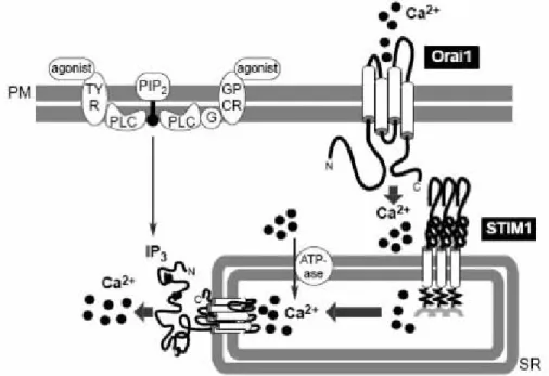 Figura 5: Regulación de la entrada de Ca 2+  por Stim1 y Orai1. La activación por un agonista de los  receptores de la membrana plasmática, acoplados a proteínas G (GPCR) o con actividad tirosina quinasa  (TYR) activan a la fosfolipasa C (PLC), generándose