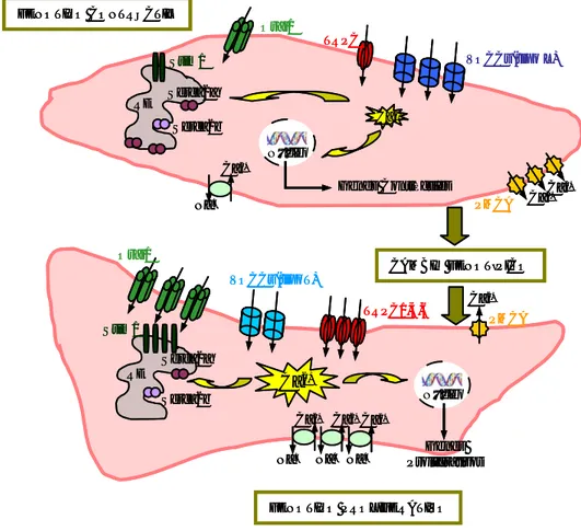 Figura 6: Modulación de los canales iónicos implicados en la homeostasis del calcio durante el  cambio fenotípico de las VSMCs