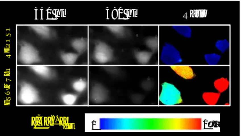 Figura 12:  Imágenes de fluorescencia de 3 células A10 excitadas a 340 y 380 nm, y del  cociente F340/F380 codificado en pseudocolor en situación de reposo y tras la aplicación de  un estímulo