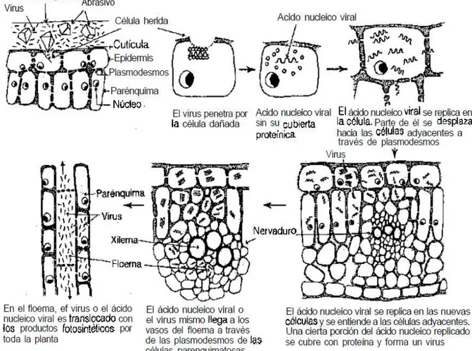 Figura 14-8: Inoculación mecánica y primeras etapas de la distribución sistémica de los virus en las plantas