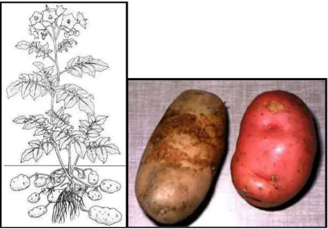 Figura : Tubérculos de papa 