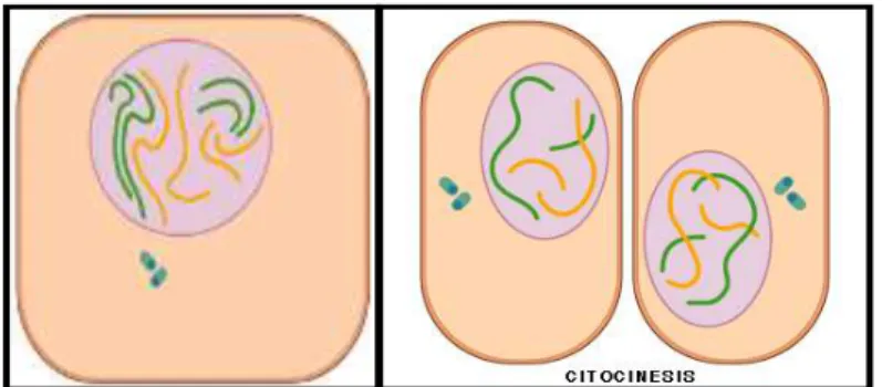 Figura : Proceso de la mitosis 