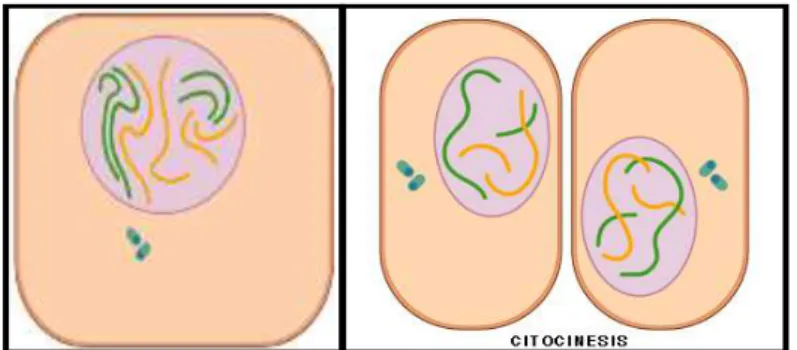 Figura : Proceso de la mitosis 