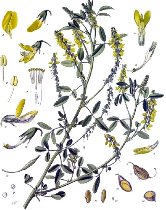 Figura 2.1: Melilotus officinalis. K¨ ohler’s Medizinal-Pflanzen