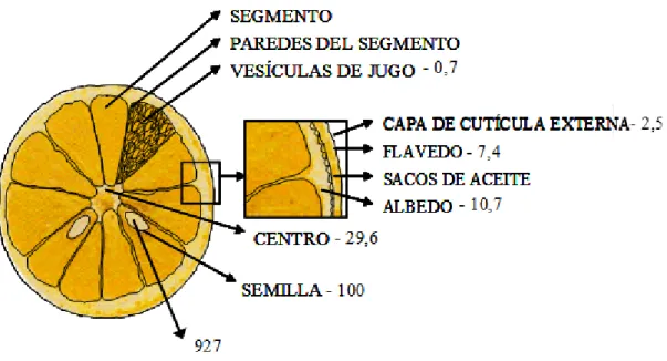 Fig. 2.2. Distribución de limonina en el fruto. La concentración de limonina se da en μg/100  mg de fruta (McIntosh, 2000)