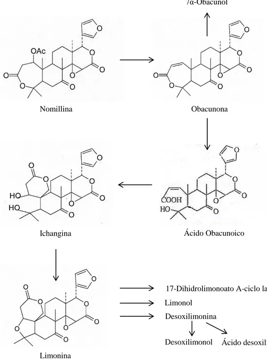 Fig 2.3. Ruta biosintética de limonoides del grupo de la limonina (Hasegawa, 2000). 