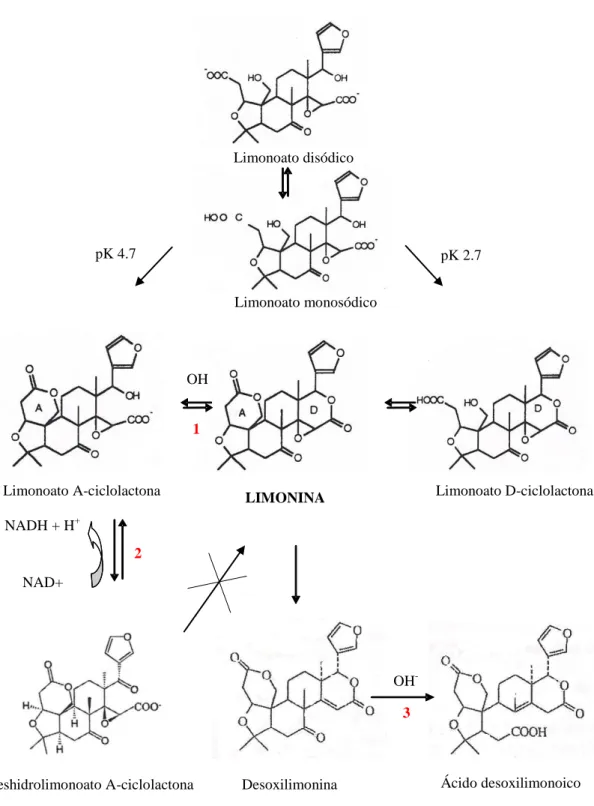 Fig. 2.7. Posibles vías de metabolización de limonina en microorganismos (Cánovas y col., 1998)