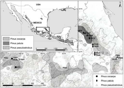 Figure 1. Location of sampled populations and distribution range of the species (Farjon and Filer 2013) for Pinus oocarpa,  P