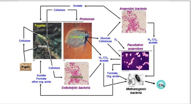 Fig. 4.23. Relaciones mutualísticas en el intestino de una termita basadas en protozoos y bacterias.(From:  E