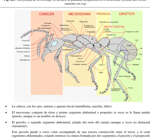 Fig. 4.27. Morfología de la hormiga. Se destaca la glándula metapleural en el mesosoma (Scheme ant worker  anatomy-en.svg) 