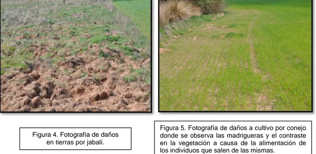 Figura 5. Fotografía de daños a cultivo por conejo  donde se observa las madrigueras y el contraste  en la vegetación a causa de la alimentación de  los individuos que salen de las mismas.