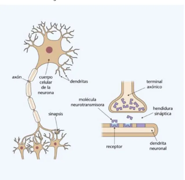 Figura 10: Estructura del cerebro humano