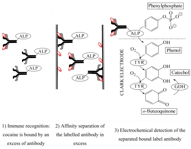 Figure 3.6.- Schematic representation of the procedure performed using a flow  immunoassay coupled with a bienzymatic biosensor for cocaine detection