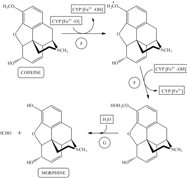 Figure 3.18.- Codeine biotransformation into morphine by CYP2D6. F and G, steps of the  CYP450 generic catalytic cycle