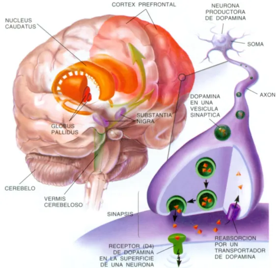 Gráfico 3 - Estructuras cerebrales afectadas por el TDAH.