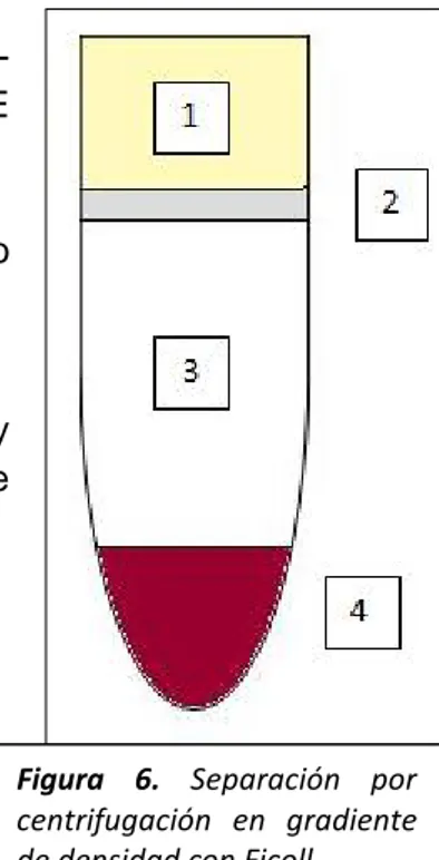 Figura  6.  Separación por  centrifugación  en  gradiente  de densidad con Ficoll 
