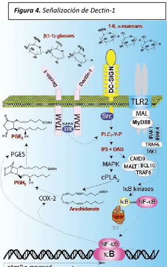 Figura 4. Señalización de Dectin-1 