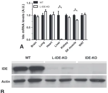Fig. 1. Analysis of IDE expression in WT and L-IDE-KO mice. (A) Expression of Ide mRNA in 3-month-old male L-IDE-KO and control littermates