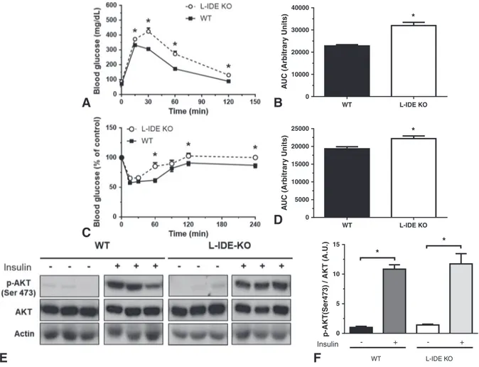 Fig. 3. L-IDE-KO mice exhibit impaired glucose homeostasis and insulin resistance. (A) IP-GTT of 3-month-old male mice