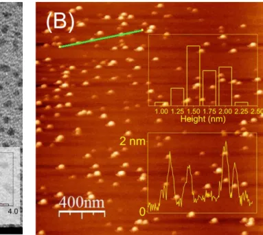 Figure 1. Microscopy characterization of GQD: (A) TEM image and corresponding lateral size  distribution of GQD; (B) AFM image with height profile and corresponding thickness 
