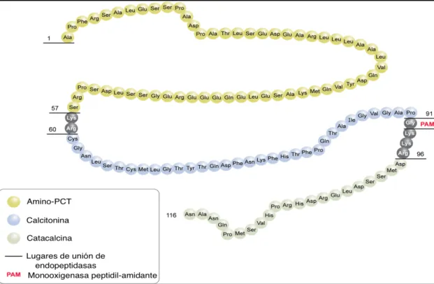 Figura 10. Estructura molecular de la PCT 