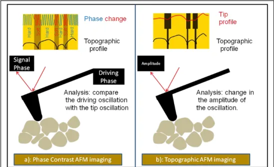 Figure  5.a  shows  a  scheme  of  the  phase  change  process  when  the  tip  moves  from  hard  to  soft  areas