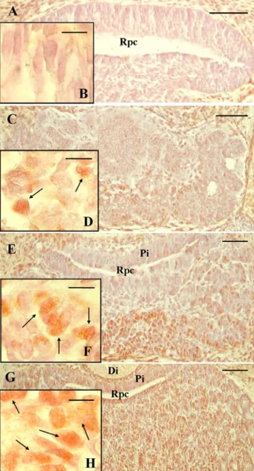 Fig. 1. Coronal histological sections of rat embryo anterior pituitary (A and B, 13.5 days p.c.; C and D, 15.5 days p.c.; E and F, 17.5 days p.c.; G-H, 19.5 days p.c.) showing IL-1b immunoreactivity