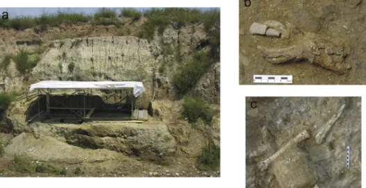 Fig. 5. a) The site of El Forn (Barranc de la Boella); b) mandible of Equus sp. (Unit II); c) radius and metapodial of cervidae (Unit II).