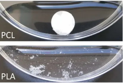 Figure  7.  Integrity  of  PCL  and  PLA  microfibers  after  bacterial  biofilm  detachment  for  CFUs  quantification