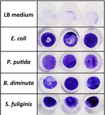 Figure  1.  Visualization  of  microbial  biofilm  formation  on  PCL  microfibers  through  crystal  violet  staining