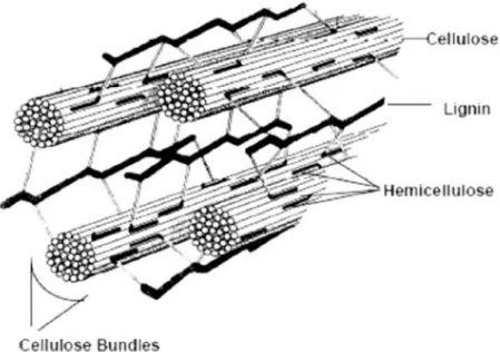 Figura  2:  Estructura  lignocelulósica  de  la  pared  celular  vegetal  con  celulosa,  hemicelulosa y lignina (Akerholm and Salmen, 2003)