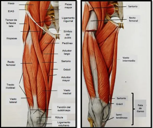 Figura 4. Vista anterior de cadera y muslo (11)    Figura 5. Vista anterior sin RA y sartoriol (11)