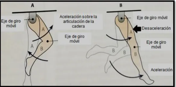 Figura 7. Efectos de la aceleración y desaceleración de segmentos en un modelo de dos  segmentos del golpeo de balón (18) 