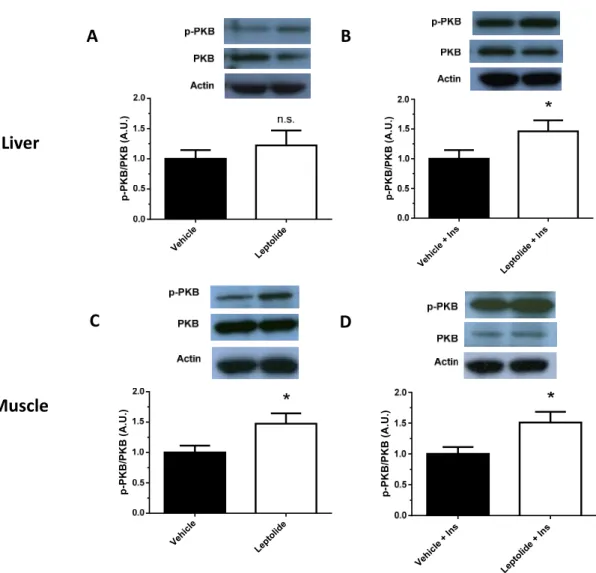 Figure 6. Prolonged leptolide administration improves peripheral insulin signaling in a preclinical  model  of  insulin  resistance.  C57BL6J  mice  were  treated  as  described  in  Figure  4.  To  analyze  the  intracellular insulin signaling pathway, mi