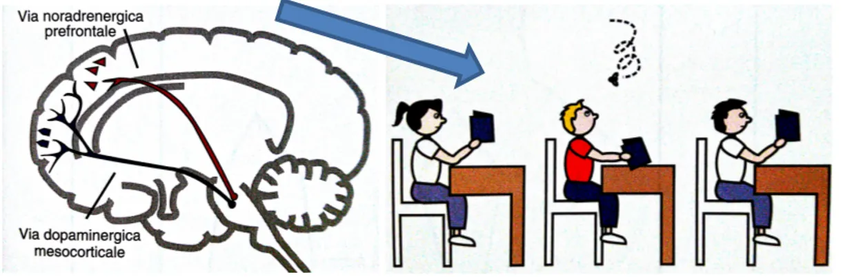 Figura 4 Vie noradrenergiche e  dopaminergiche dell’attenzione 