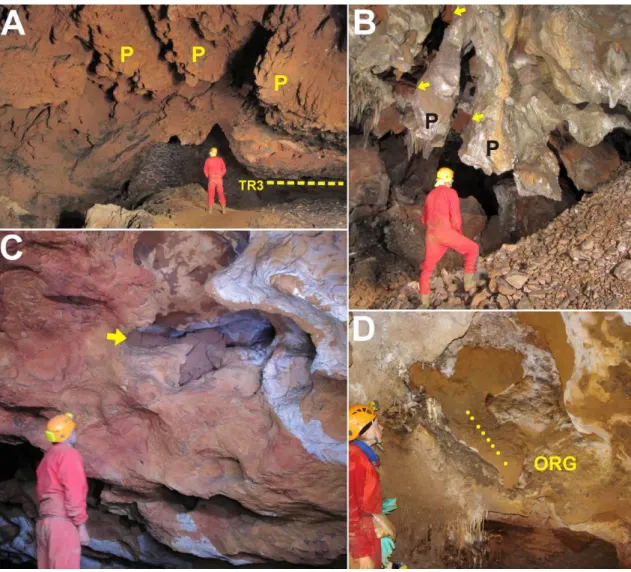 Fig. 6. A,B: Prominent pendants (P), some exceeding 2 m in height, developed in the ceiling of the main  canyon and locally preserving remnants of reddish clay between the pillars