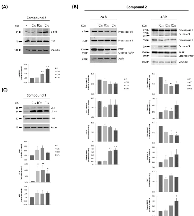 Figure  7.  p38  MAPK  activation,  apoptosis  induction  and  autophagy  blockade  after  tambjamine analogues treatment