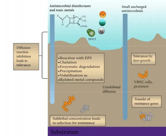 Figure 8. Tolerance of, and resistance to, antimicrobials 