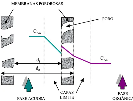 Figura 4.6. Perfiles  de  concentración  para  la  extracción  líquido-líquido  de  aminoácidos  en  contactores  de fibra hueca
