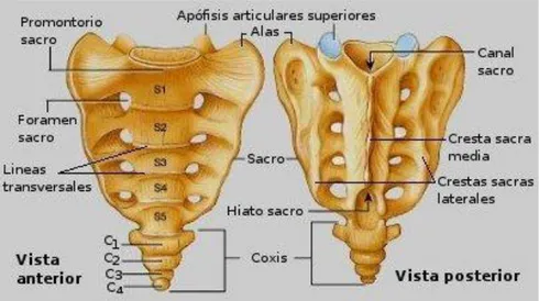 Ilustración 3 Hueso Sacro 