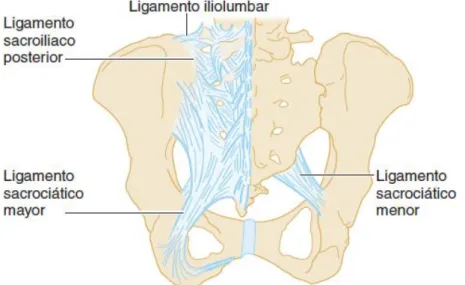Ilustración 4 Ligamentos sacroiliacos.  