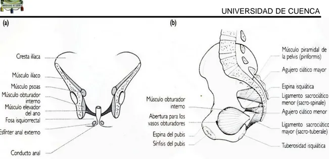 Ilustración 5 músculos de la pelvis.  