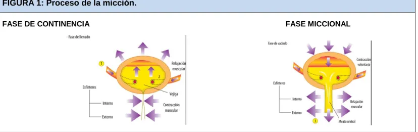 FIGURA 1: Proceso de la micción. 