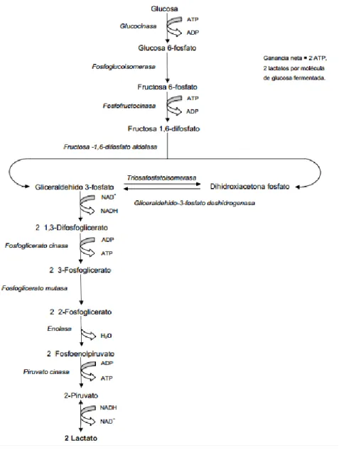 Figura  5. Vía homofermentativa de la glucosa por BAL. 